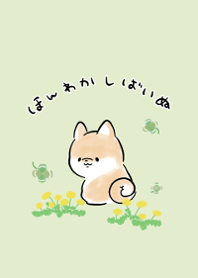 Shibainu dog -spring-