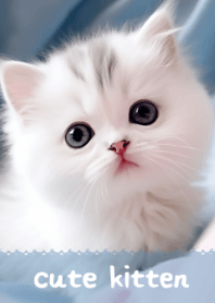 Cute Kitten #07