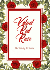 Velvet red rose valentine