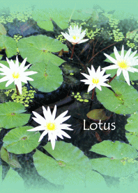 Lotus flower theme