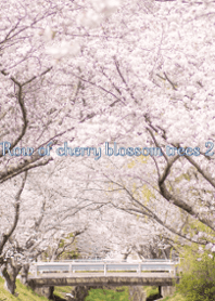 Row of cherry blossom trees 2