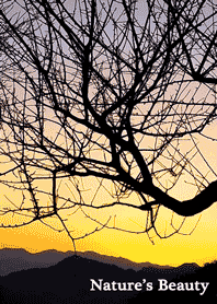 Nature's Beauty