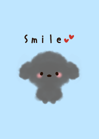 Fluffy black toy poodle
