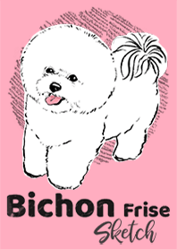 BICHON FRISE Sketch