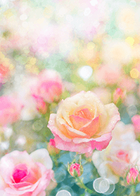 Beautiful rose flower(R1967)