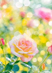 Beautiful rose flower(R1462)