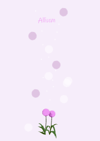 May birth flower,Allium