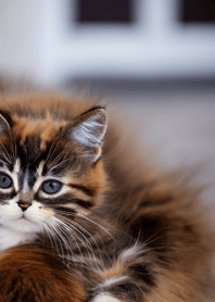 nyanko great runaway#boubd01