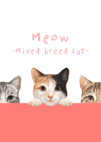 Meow - Mixed breed cat 01 - WHITE/RED