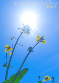 Canola Flower Photo#7-9Not AI