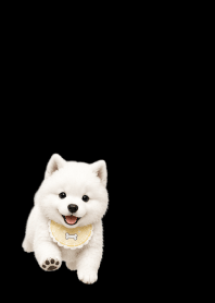 Baby Samoyed black