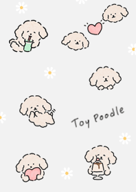 Milk Tea Toy Poodle 01_1
