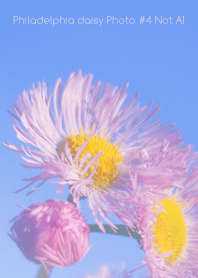 Philadelphia daisy Photo #4-23 NotAI