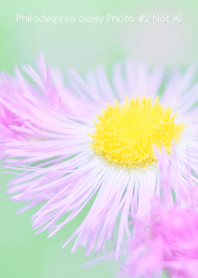 Philadelphia daisy Photo #2-31 NotAI
