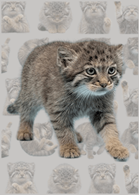 嬰兒曼努爾貓 白灰色