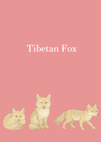 Tibetan Fox on light pink