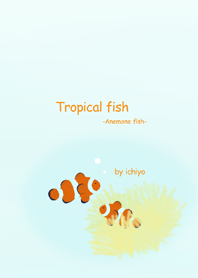 Tropical fish -Anemone fish-