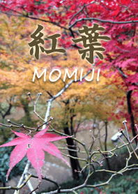 Beautiful autumn leaves