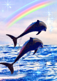 lucky rainbow dolphins Sea