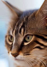 Cats run wild #CLVL029.