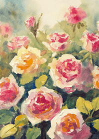 Beautiful rose flower(R4072)