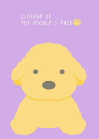 CLOSEUP OF TOY POODLE'S FACE/PURPLE