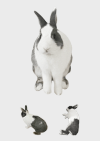 My rabbit Bang-Bang