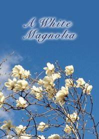 A White Magnolia-白木蓮