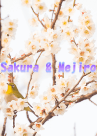 Sakura & Mejiro
