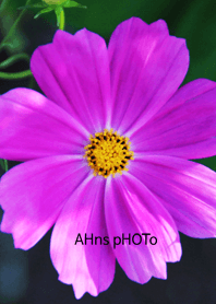 ahns photo_02_flower