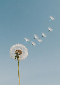 Emo dandelion's waste