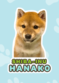 Shiba Inu Hanako [PhotoTheme*a29]