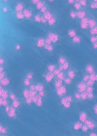 幻想樱花＃DT121。