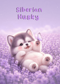 Cute Siberian Husky In Lavender (JP)
