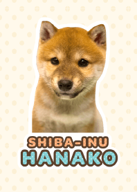 Shiba Inu Hanako [PhotoTheme*a09]
