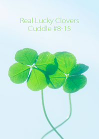 四つ葉のクローバー Cuddle #8-15