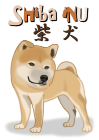 Japanese Ordinary Shiba inu