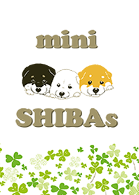 mini SHIBAs