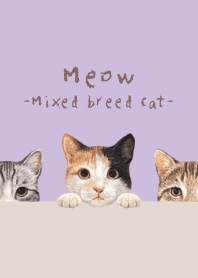 Meow - Mixed breed cat 01 - LAVENDER
