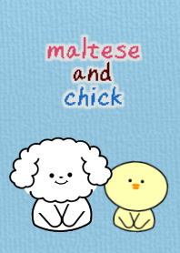 maltese dog theme2 blue