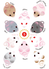 Lucky rat Fancy rat(mouse)