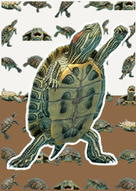 Green Turtle Live Action Cool Brown