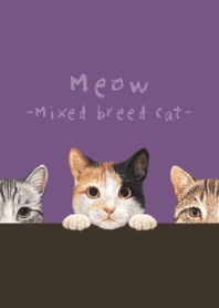 Meow -Mixed breed cat 01- ANCIENT PURPLE