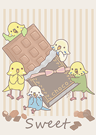 Budgerigar choco