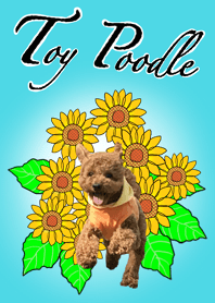 Leo the Toy Poodle