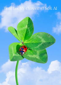 Real Lucky Clover #3-1 NotAI