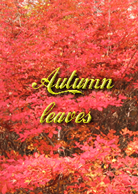Folhas de outono trazem boa sorte.
