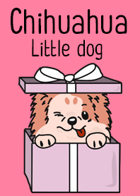 Chihuahua little dog