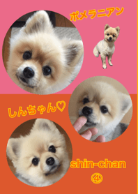 cute pomeranian shin chan no.4