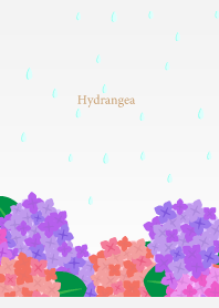 Rain and Hydrangea on white